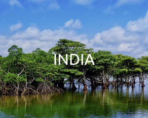110 Trees Planted in India for April 2021 🌳